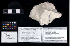 Foto (Objekt + Etikett) von Eodromites sp.  (NHMW-GEO-2014-0194-0998)